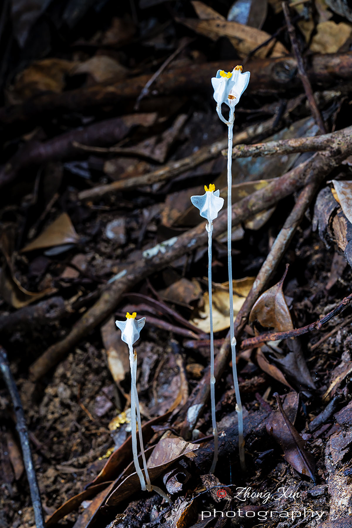 右图为尖峰岭的裂萼水玉簪（Burmannia oblonga），菌异养植物。.jpg