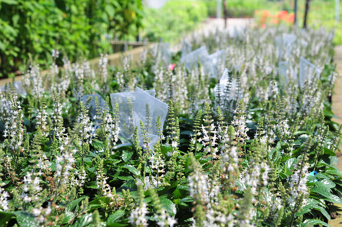 迁地保护至上海辰山植物园正在花期的张家界鼠尾草，套袋的花序为人工授粉的个体 1.jpg