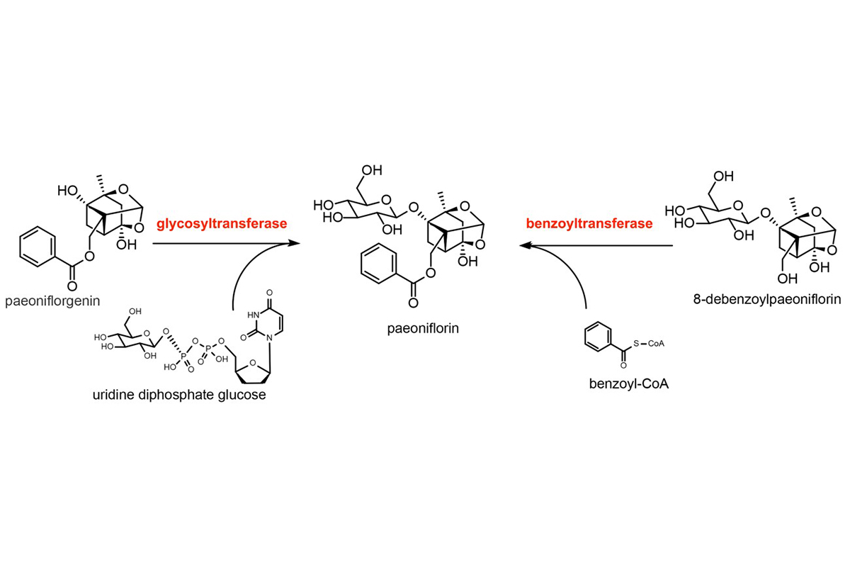 图1. 糖基转移酶（glycosyltransferase）和苯甲酰基转移酶（benzoyltransferase）催化芍药苷合成路径预测.jpg