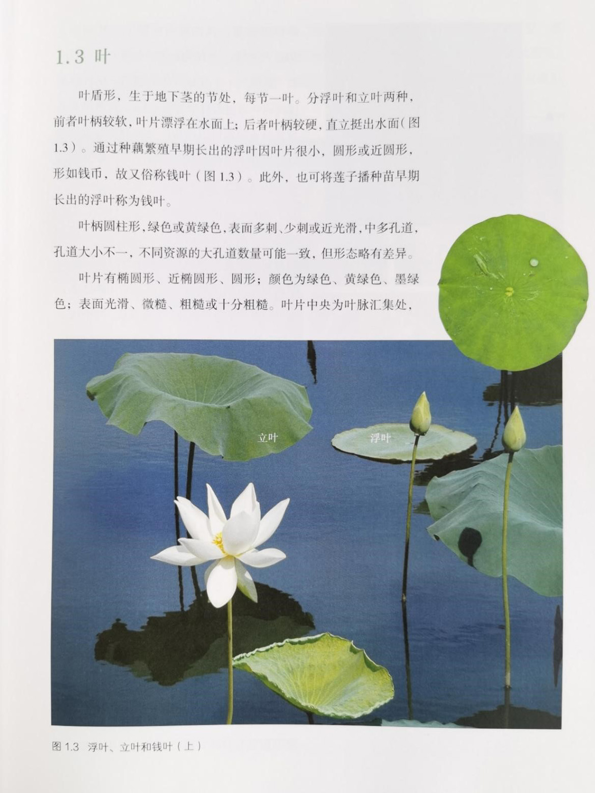莲的性状介绍（叶片）.jpg