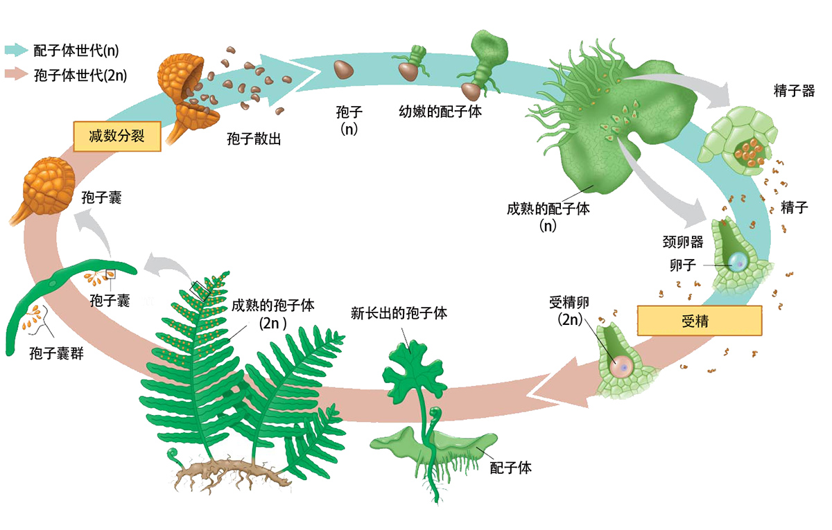 图1.真蕨类植物生活史(Copyright ©2008 Pearson Education, lnc., publishing as Pearson Benjamin Cummings，略作修改).jpg