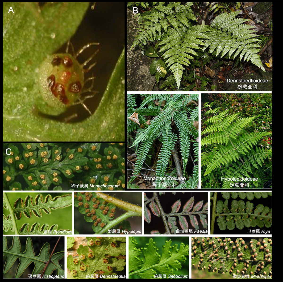 图2. 碗蕨科植物形态特征的多样性。A，碗蕨科代表性物种的孢子囊群形态特征——形似“碗”状；B，碗蕨科三个亚科代表性物种的植株形态特征；C，碗蕨科代表属的孢子囊群形态特征。（图片由本研究作者提供，部分属的中文名称参考“2025 Species 2000 China Node”。）.jpg