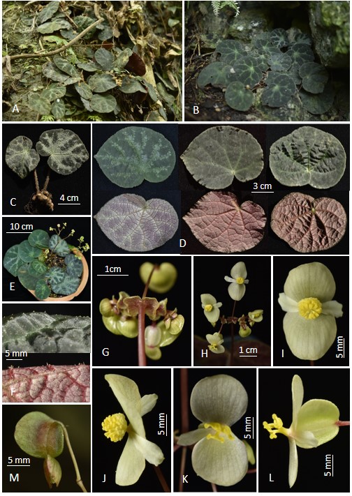 1. 北山秋海棠 Begonia bacsonensis D.K.Tian, T.S.Hoang & B.Chen.jpg