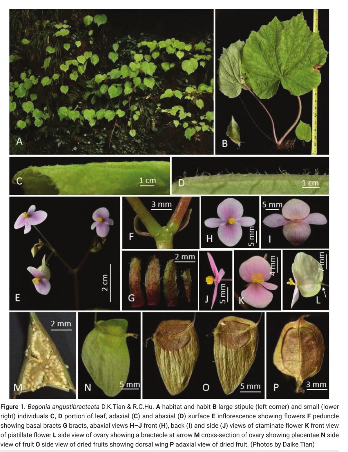 狭苞秋海棠Begonia angustibracteata D.K.Tian & R.C.Hu.jpg 狭苞秋海棠Begonia angustibracteata D.K.Tian & R.C.Hu.jpg