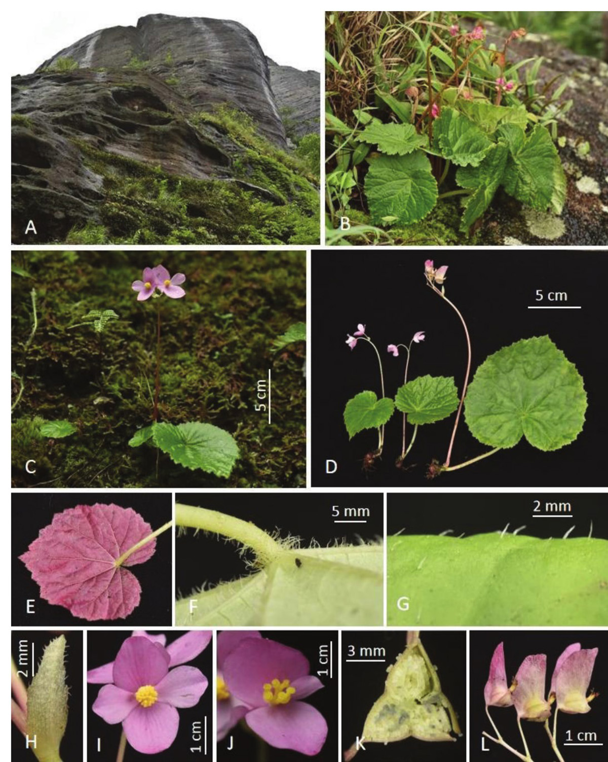 白石山秋海棠Begonia baishishanensis R.C.Hu & D.K.Tian.jpg 白石山秋海棠Begonia baishishanensis R.C.Hu & D.K.Tian.jpg