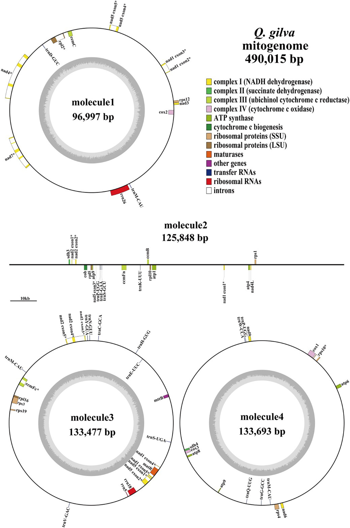 图1. 赤皮青冈线粒体基因组谱图.jpg 图1. 赤皮青冈线粒体基因组谱图.jpg