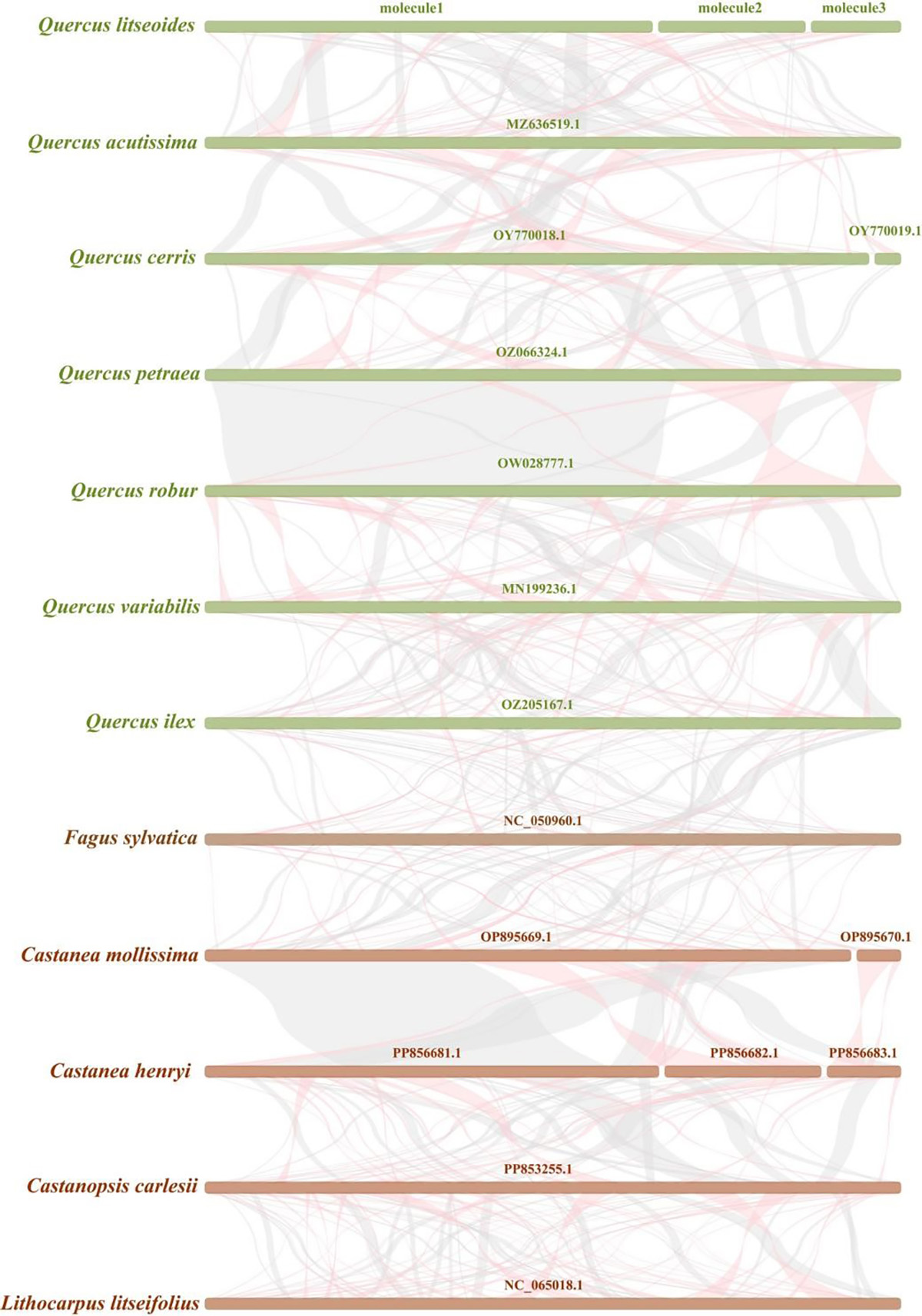 图4. 壳斗科近缘种与木姜叶青冈的共线性关系图。粉色区域表示结构重排,灰色区域表示序列同源.jpg 图4. 壳斗科近缘种与木姜叶青冈的共线性关系图。粉色区域表示结构重排,灰色区域表示序列同源.jpg