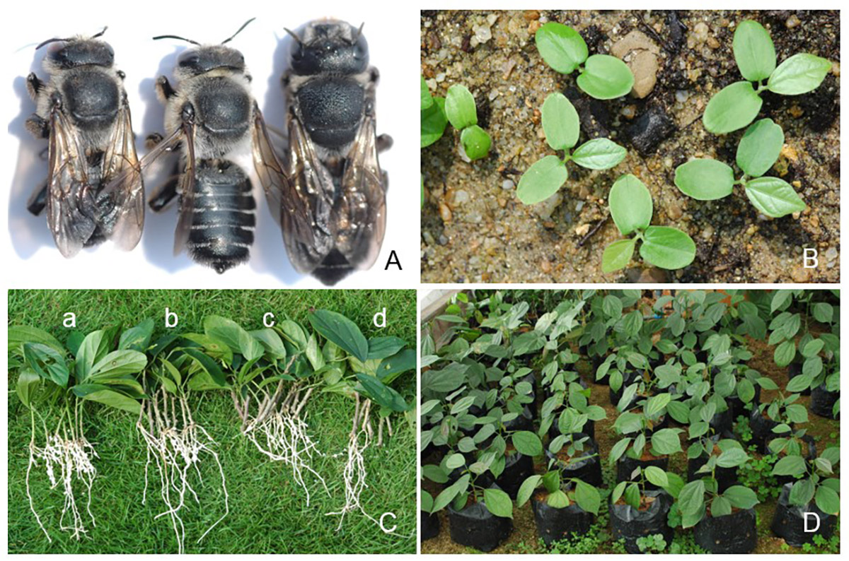 图1 樟叶槿的传粉昆虫及繁殖方式.jpg 图1 樟叶槿的传粉昆虫及繁殖方式.jpg